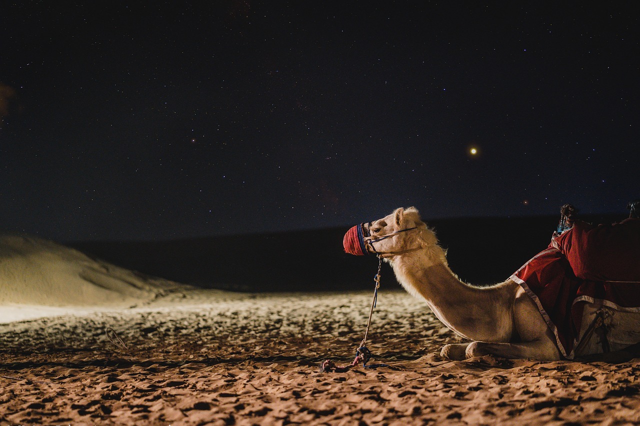 Dubai Tips https://pixabay.com/photos/camel-galaxy-dubai-darkness-4948299/